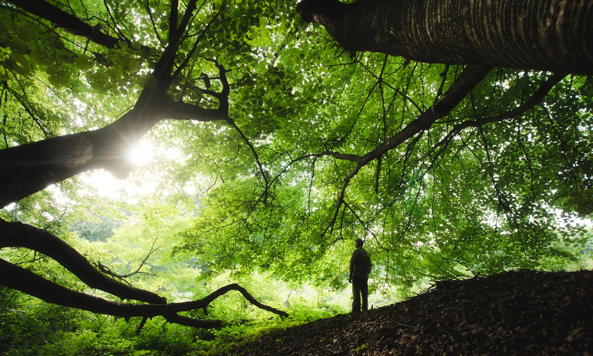 featured_art_heal_forests.webp