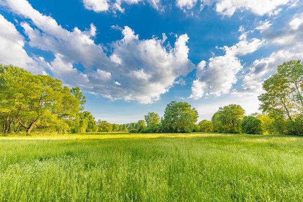 nature-scenic-trees-and-green-meadow-field-rural-landscape-w